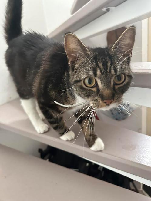 Lieve jonge kater (10 mnd) zoekt veilig en warm thuis, Dieren en Toebehoren, Katten en Kittens | Overige Katten, Kater