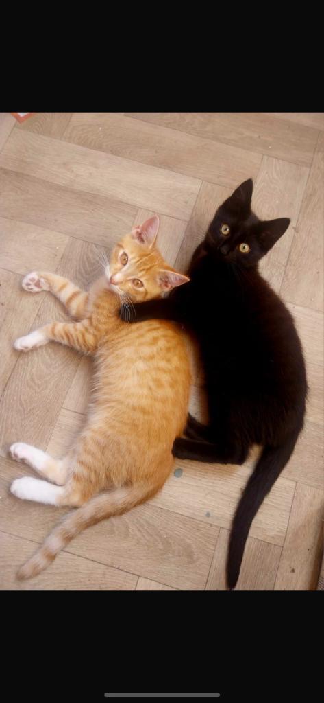 Fijn adres gezocht voor deze lieve kittens, Dieren en Toebehoren, Katten en Kittens | Raskatten | Korthaar, Meerdere dieren, 0 tot 2 jaar