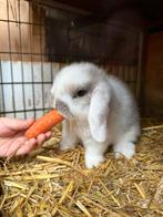 Nederlandse Hangoor Dwergkonijn-Minilop, Dieren en Toebehoren, Meerdere dieren, Dwerg, Hangoor, 0 tot 2 jaar