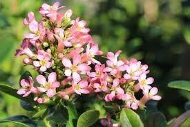 Escallonia Apple blossom. ❗Sierheesters voor vlinders❗ beschikbaar voor biedingen