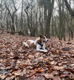 Onze hond zoekt een liefdevol huisje️, Dieren en Toebehoren, Particulier, Rabiës (hondsdolheid), Buitenland, Teef