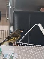 Zwartsijs x kanarie man met kooi te koop! Bieden vanaf €70, Dieren en Toebehoren, Vogels | Kanaries, Mannelijk, Zangkanarie