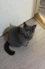 Britse korthaar poes, Poes, Kortharig, 3 tot 5 jaar