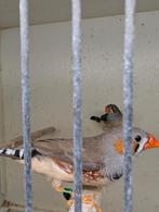 Timor zebravink, Meerdere dieren, Tropenvogel
