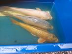 Prachtige grote koi, Karper of Koi