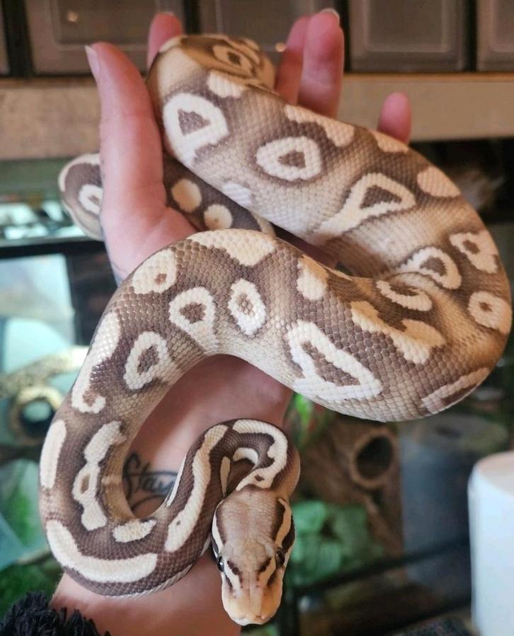 Ballpython- python regius- koningspython