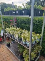 Groenblijvende Euonymus, Tuin en Terras, Planten | Tuinplanten, Ophalen