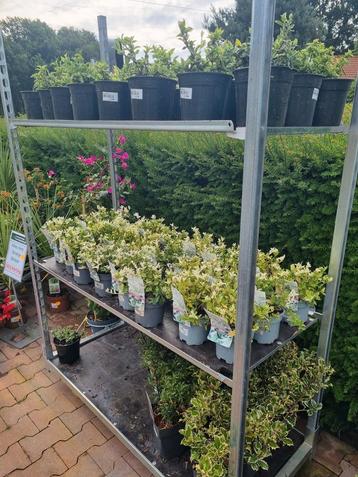 Groenblijvende Euonymus  beschikbaar voor biedingen
