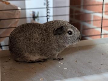 Cavia beertje gladhaar beschikbaar voor biedingen