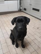 voor onze hond Noa, teef, 4,4 jaar, een goed tehuis gezocht., Teef, Groot, Eén hond, 3 tot 5 jaar