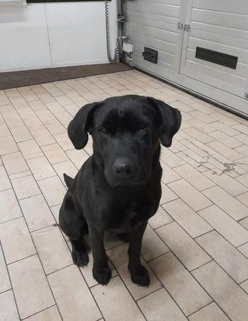 voor onze hond Noa, teef, 4,4 jaar, een goed tehuis gezocht. beschikbaar voor biedingen