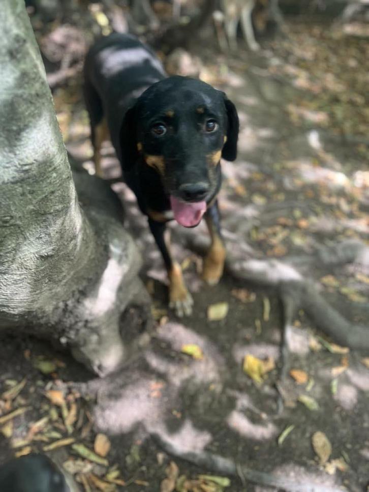 Lieve Mia zoekt een huisje, Dieren en Toebehoren, Honden | Niet-rashonden, Middel, Teef, Handelaar, Eén hond, Buitenland, 3 tot 5 jaar