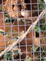 3 x zilverbekjes  van december 2025, Dieren en Toebehoren, Vogels | Overige Vogels