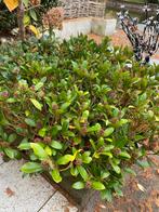 Te koop skimmia, Ophalen of Verzenden, Overige soorten, Minder dan 100 cm