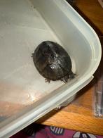 Leuke schildpad, Overige soorten