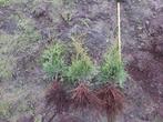 Thuja Occidentalis 'King of Brabant'  westerse levensboom, Ophalen of Verzenden, Bloeit niet, Overige soorten, Volle zon