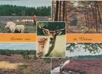 VELUWE Kudde Heide Hert Groeten, Verzenden, 1960 tot 1980, Gelopen, Gelderland