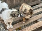 BONITA & BEBE, Kleine, jonge, hondjes, teefje & reutje, Particulier, Rabiës (hondsdolheid), Meerdere, Klein