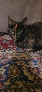 Kat, Dieren en Toebehoren, Poes, 0 tot 2 jaar