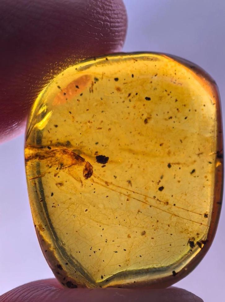 Birmees Amber (U2) met insluiting onbekende insect met lange, Verzamelen, Mineralen en Fossielen, Fossiel, Verzenden