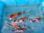 16 koi 35-55 cm, Karper of Koi