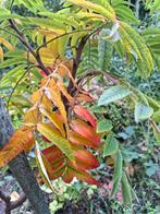 Fluweel boompje, Tuin en Terras, Planten | Tuinplanten, Ophalen of Verzenden, Overige soorten