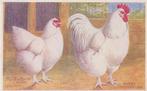 kippen biefkaarten/plaat, Ophalen of Verzenden, 1940 tot 1960, Ongelopen, Overige thema's