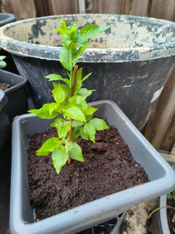 Abrikozen plant klein 30cm 10€