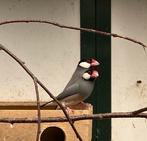 Koppel rijstvogels tekoop, Dieren en Toebehoren, Vogels | Overige Vogels, Meerdere dieren, Tropenvogel