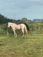 Leaser gezocht voor liefste merrie *stolwijk*, Dieren en Toebehoren, Ophalen of Verzenden
