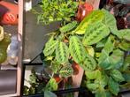 Maranta Lemon Lime, Huis en Inrichting, Kamerplanten, Overige soorten, In pot, Minder dan 100 cm, Groene kamerplant