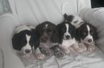 Friese stabij x heidewachtel pups, Overige rassen, CDV (hondenziekte), 8 tot 15 weken, Meerdere