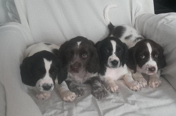 Friese stabij x heidewachtel pups, Dieren en Toebehoren, Honden | Retrievers, Spaniëls en Waterhonden, Meerdere dieren, Overige rassen