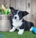 Welsh Corgi Cardigan pups - corgi pup, Dieren en Toebehoren, Honden | Herdershonden en Veedrijvers, België, Rabiës (hondsdolheid)