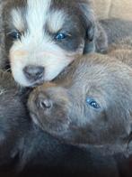 Puppies Zilveren labrador x Maremanno geb 8 sept., Dieren en Toebehoren, Rabiës (hondsdolheid), 8 tot 15 weken, Labrador retriever