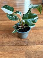 Mooie Philondendron White Princess plant 2, Huis en Inrichting, Ophalen of Verzenden, Halfschaduw, Minder dan 100 cm
