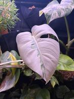 Monstera white monster full white mint! (Kopstek), Huis en Inrichting, Ophalen of Verzenden, Halfschaduw, Minder dan 100 cm