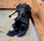 Prachtige Labrador pups te koop, Reu, 8 tot 15 weken, Labrador retriever, CDV (hondenziekte)