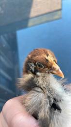 Barnevelder kuiken haantjes gratis!, Dieren en Toebehoren, Mannelijk, Kip