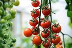 Biologische Cherry Tomaten Zaden - Heerlijk Zoet!, Tuin en Terras, Bloembollen en Zaden, Ophalen of Verzenden, Voorjaar, Volle zon