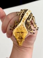 Wimpergekko man 1.0 met toplineage en een groot hoofd!, Dieren en Toebehoren, Reptielen en Amfibieën, Overige soorten, Tam, 0 tot 2 jaar