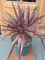 Cordyline Superstar purple meerkoppig, Ophalen, Zomer, Volle zon