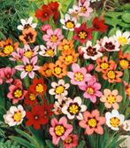 Zaden Sparaxis, zigeunerbloem mix, Ophalen of Verzenden, Voorjaar, Volle zon, Zaad
