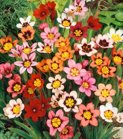 Zaden Sparaxis, zigeunerbloem mix, Tuin en Terras, Bloembollen en Zaden, Zaad, Voorjaar, Volle zon, Ophalen of Verzenden