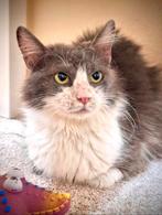 Prachtige langharige mix Grey zoekt een warm thuis 💕, Dieren en Toebehoren, Katten en Kittens | Raskatten | Langhaar, Poes, Gechipt