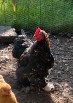 Cochin kriel haantje, Dieren en Toebehoren, Pluimvee, Mannelijk, Kip