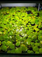 Kikkerbeet aquarium drijfplanten, Dieren en Toebehoren, Vissen | Aquaria en Toebehoren, Ophalen, Zo goed als nieuw, Plant(en), Steen of Hout