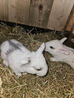 Leuke franse hangoor konijntjes te koop, Dieren en Toebehoren, Konijnen, Meerdere dieren, Groot, 0 tot 2 jaar, Hangoor