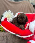 kleine abricot & choco maltipoo puppys ️❤️, Dieren en Toebehoren, Honden | Chihuahua's en Gezelschapshonden, Overige rassen, CDV (hondenziekte)