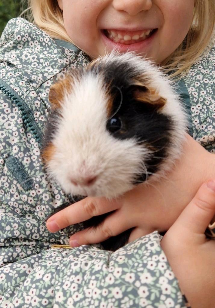 Cavia beertje, Dieren en Toebehoren, Knaagdieren, Mannelijk, Cavia, Januari, Tam